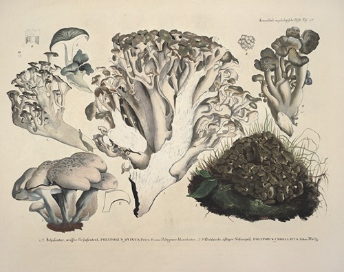 Naturgetreue Abblidungen und Beschreibungen der essbaren, schädlichen und verdächtigen Schwämme Pl.52