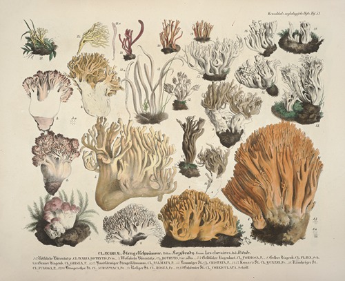 Naturgetreue Abblidungen und Beschreibungen der essbaren, schädlichen und verdächtigen Schwämme Pl.53