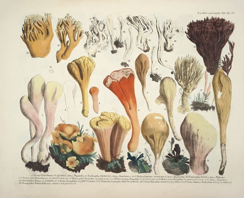 Naturgetreue Abblidungen und Beschreibungen der essbaren, schädlichen und verdächtigen Schwämme Pl.54