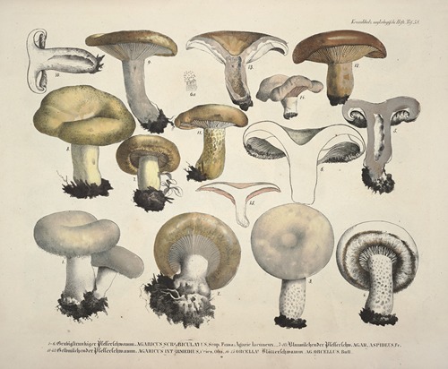 Naturgetreue Abblidungen und Beschreibungen der essbaren, schädlichen und verdächtigen Schwämme Pl.58