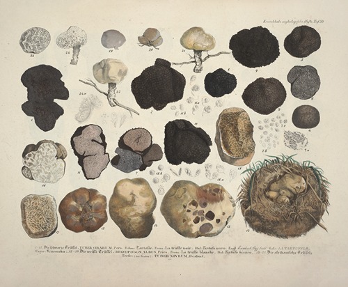 Naturgetreue Abblidungen und Beschreibungen der essbaren, schädlichen und verdächtigen Schwämme Pl.59