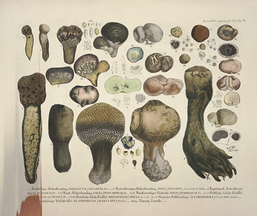 Naturgetreue Abblidungen und Beschreibungen der essbaren, schädlichen und verdächtigen Schwämme Pl.60