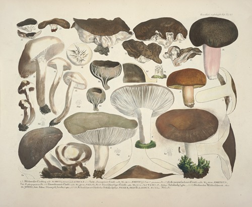 Naturgetreue Abblidungen und Beschreibungen der essbaren, schädlichen und verdächtigen Schwämme Pl.61