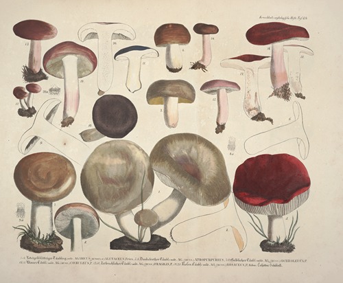 Naturgetreue Abblidungen und Beschreibungen der essbaren, schädlichen und verdächtigen Schwämme Pl.64