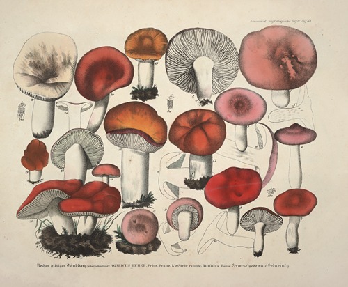 Naturgetreue Abblidungen und Beschreibungen der essbaren, schädlichen und verdächtigen Schwämme Pl.65