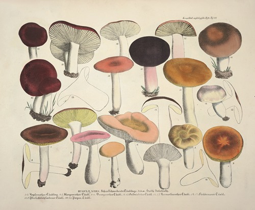Naturgetreue Abblidungen und Beschreibungen der essbaren, schädlichen und verdächtigen Schwämme Pl.66