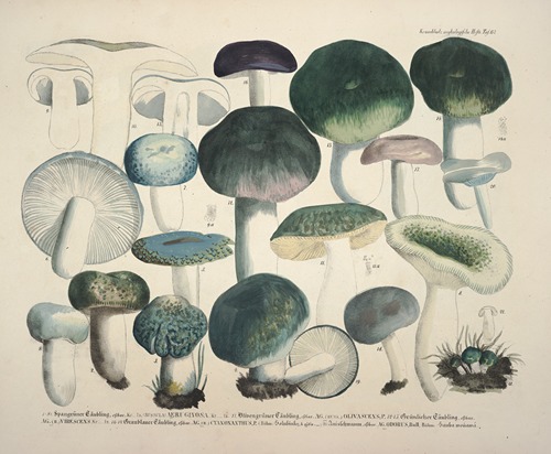 Naturgetreue Abblidungen und Beschreibungen der essbaren, schädlichen und verdächtigen Schwämme Pl.67