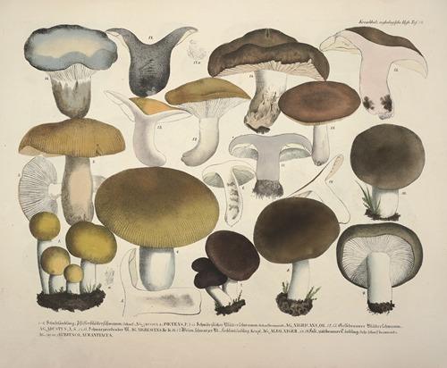 Naturgetreue Abblidungen und Beschreibungen der essbaren, schädlichen und verdächtigen Schwämme Pl.70