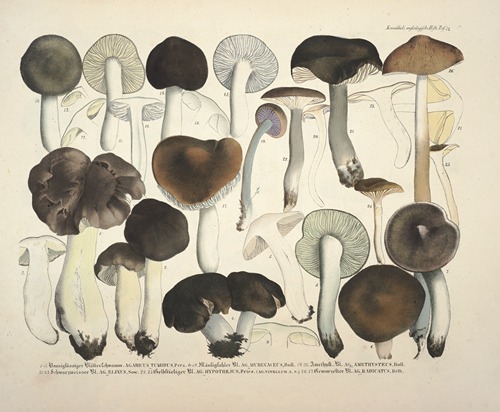 Naturgetreue Abblidungen und Beschreibungen der essbaren, schädlichen und verdächtigen Schwämme Pl.72