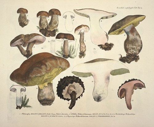Naturgetreue Abblidungen und Beschreibungen der essbaren, schädlichen und verdächtigen Schwämme Pl.74