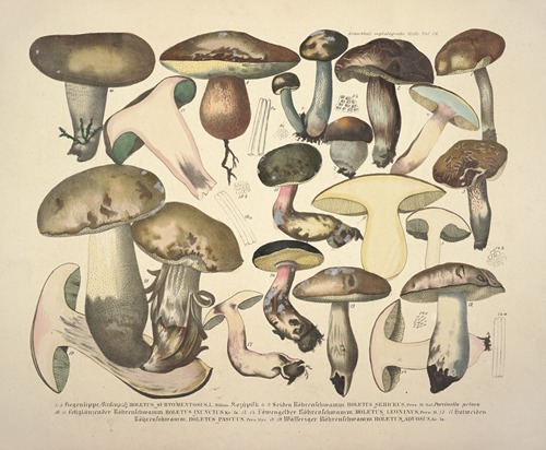 Naturgetreue Abblidungen und Beschreibungen der essbaren, schädlichen und verdächtigen Schwämme Pl.76