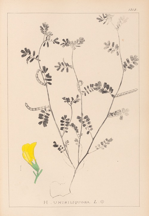 Herbier de la flore française Pl.0547