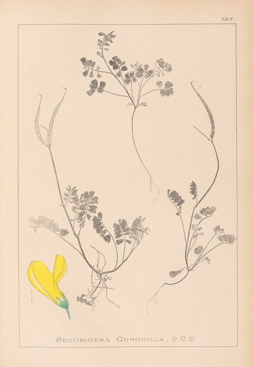 Herbier de la flore française Pl.0548