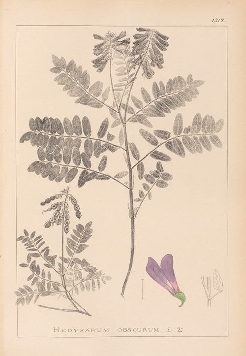 Herbier de la flore française Pl.0549