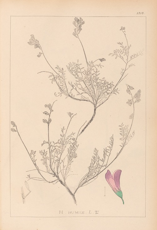 Herbier de la flore française Pl.0550