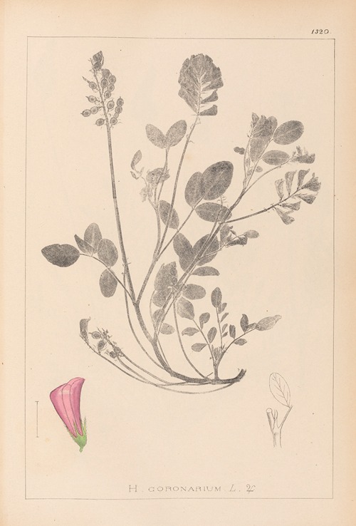 Herbier de la flore française Pl.0552