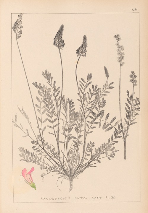 Herbier de la flore française Pl.0553
