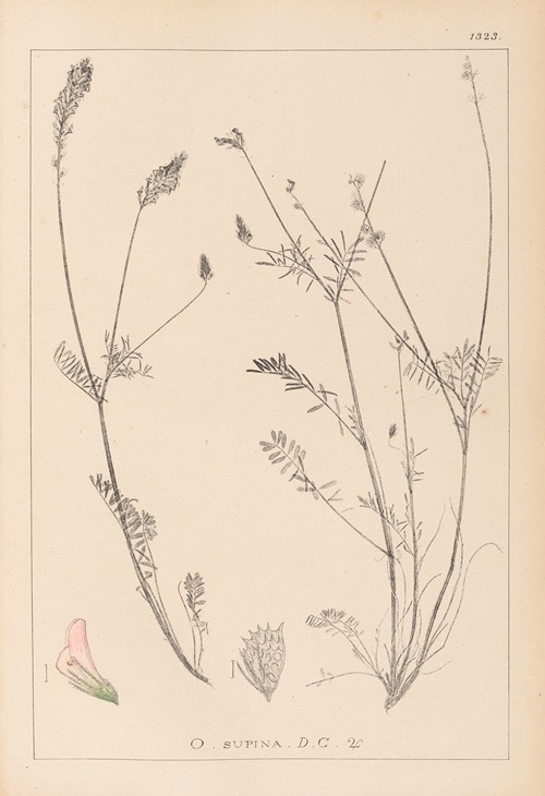 Herbier de la flore française Pl.0555