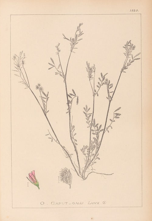 Herbier de la flore française Pl.0557