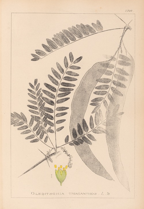 Herbier de la flore française Pl.0560