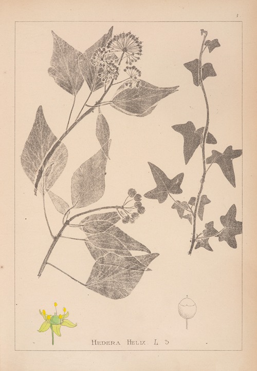 Herbier de la flore française Pl.0562