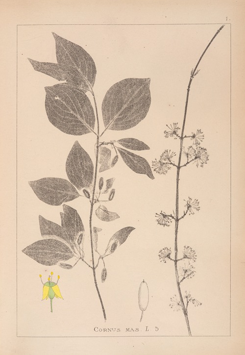 Herbier de la flore française Pl.0563