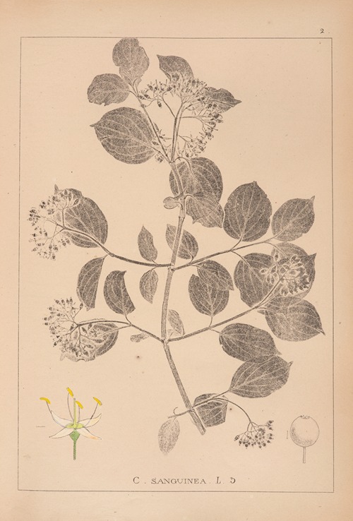 Herbier de la flore française Pl.0564