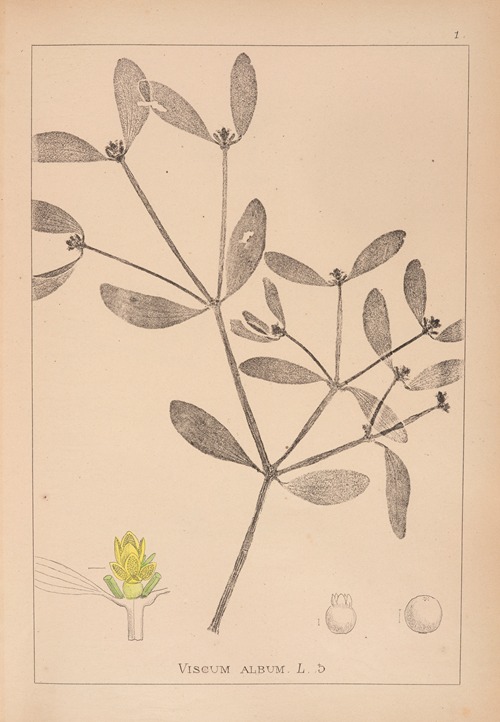 Herbier de la flore française Pl.0565