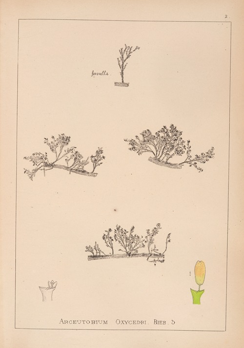 Herbier de la flore française Pl.0566