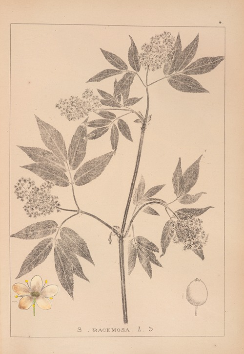 Herbier de la flore française Pl.0570