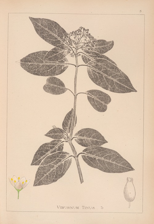 Herbier de la flore française Pl.0571