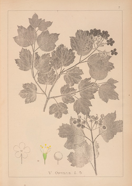 Herbier de la flore française Pl.0573