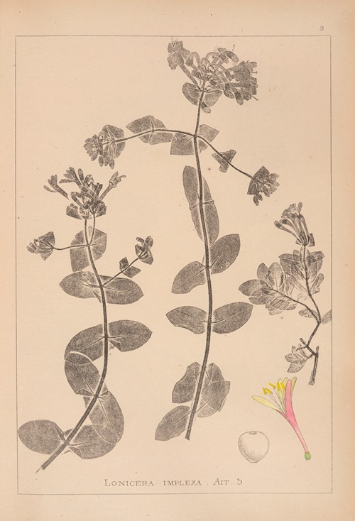 Herbier de la flore française Pl.0574