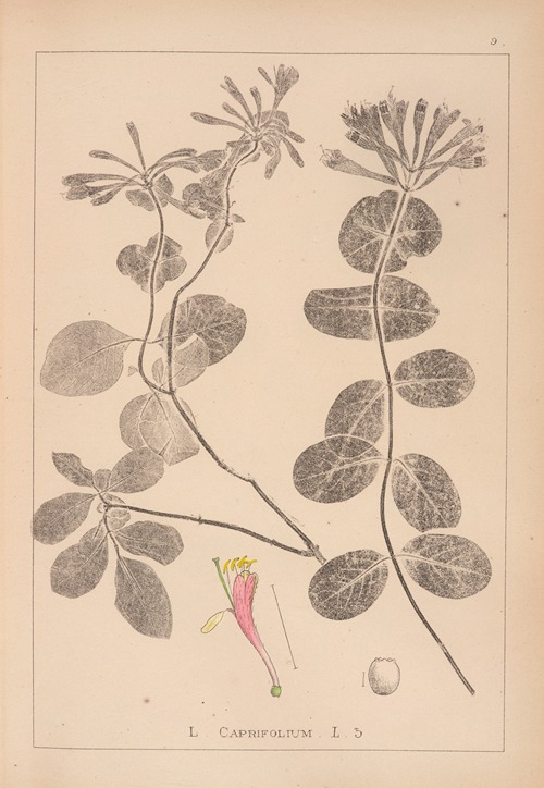 Herbier de la flore française Pl.0575
