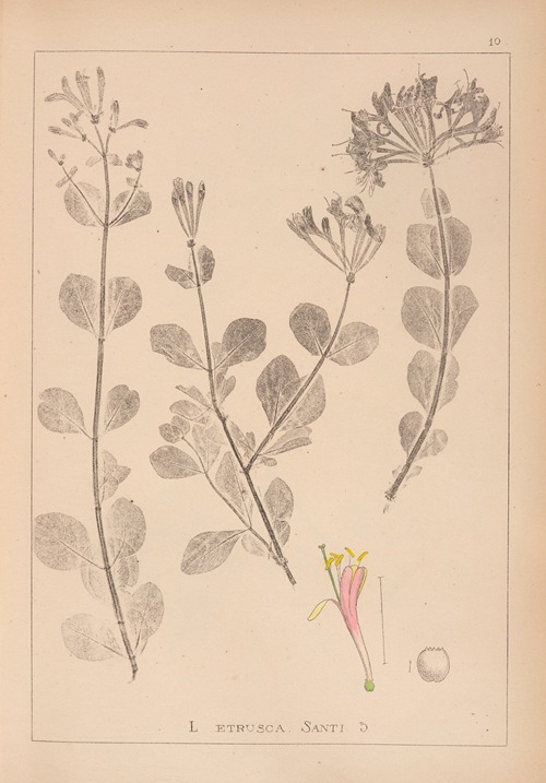 Herbier de la flore française Pl.0576