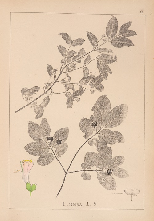 Herbier de la flore française Pl.0579