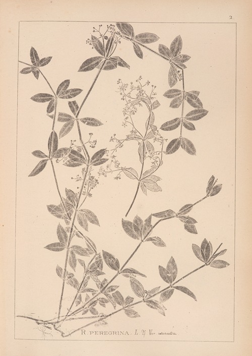 Herbier de la flore française Pl.0584