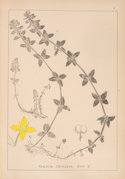 Herbier de la flore française Pl.0587