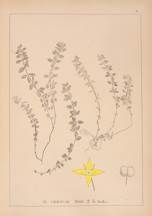 Herbier de la flore française Pl.0588
