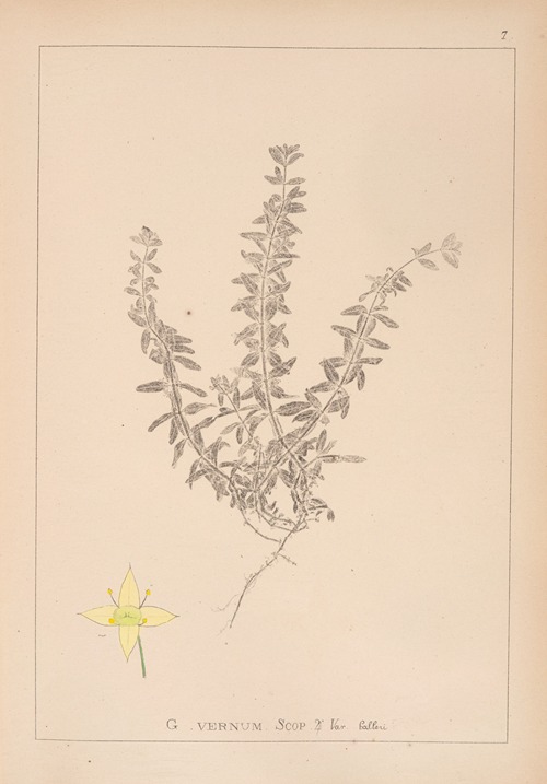 Herbier de la flore française Pl.0589