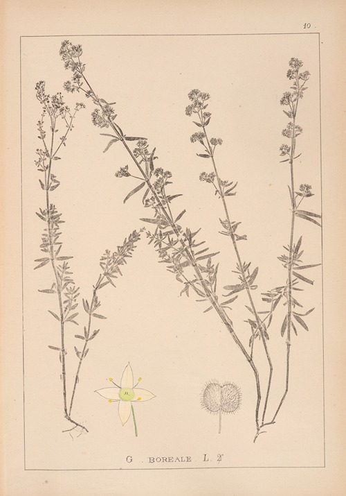 Herbier de la flore française Pl.0592
