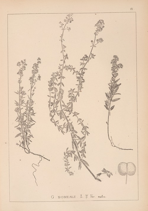 Herbier de la flore française Pl.0593