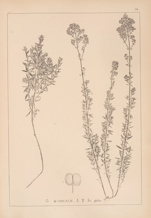 Herbier de la flore française Pl.0594