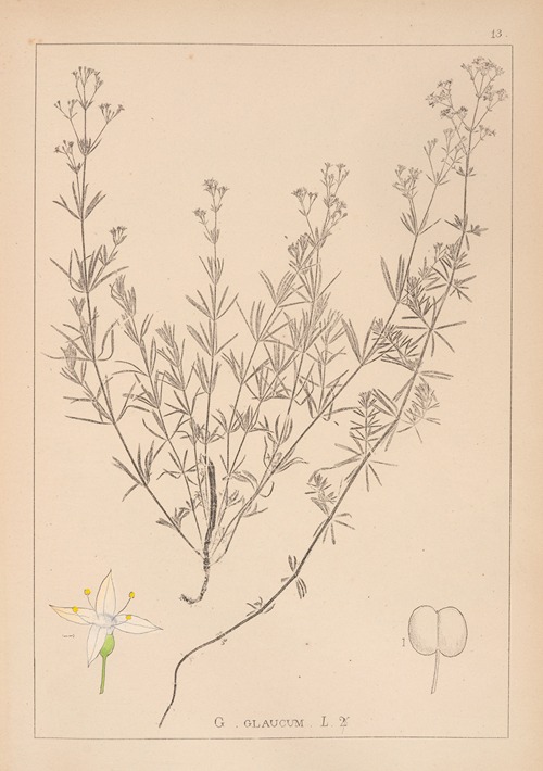 Herbier de la flore française Pl.0595