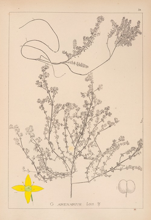 Herbier de la flore française Pl.0596