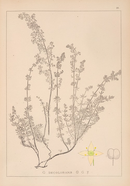 Herbier de la flore française Pl.0598