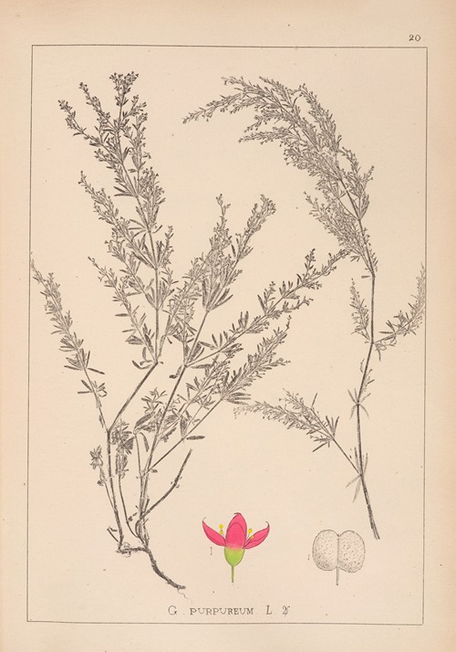 Herbier de la flore française Pl.0599