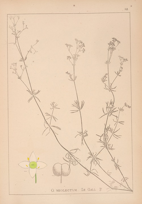 Herbier de la flore française Pl.0607
