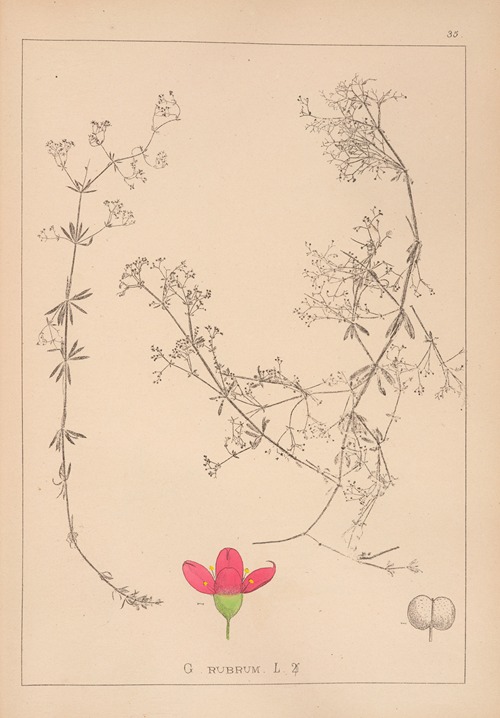 Herbier de la flore française Pl.0612
