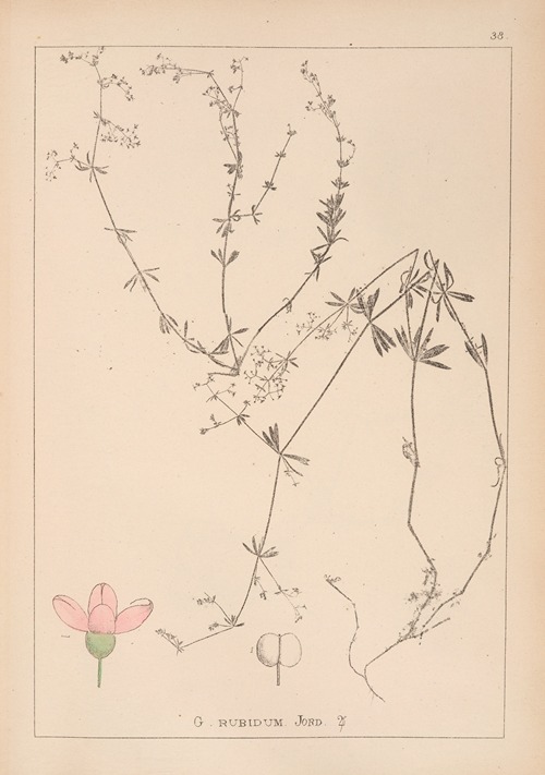 Herbier de la flore française Pl.0614